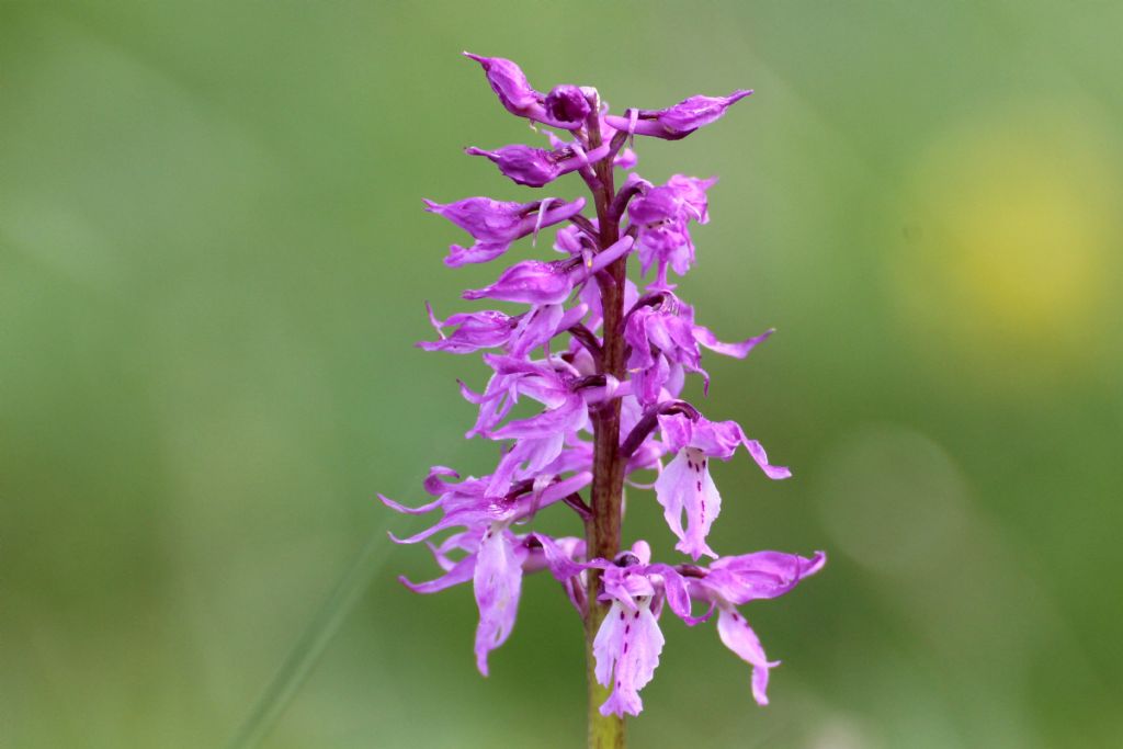 Orchis mascula ssp. speciosa?